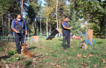 Afetlerde görev alacak altın burunlu köpekler Sakarya’da seçilecek