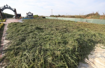 İlaç ve kozmetik sanayinde kullanılması hedeflenen bitkiler Sakarya'dan dünyaya açılıyor