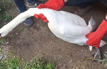 Sakarya'da izinsiz hayvan bulunduran adama ceza şoku