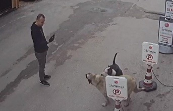 Bursa’da selfie çekimi yaparken, tasmasız pitbull sokak köpeğine saldırdı