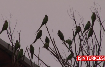 Kadıköy sakinleri güne papağan sesleriyle uyandılar