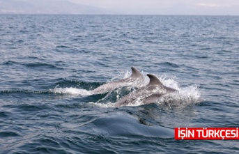 Dans eden yunuslar Mudanya'da görüntülendi