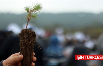 Dünyadaki ormanlar yok oluyor