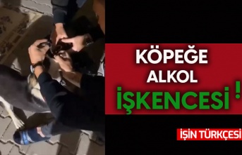 Köpeğe alkol işkencesi