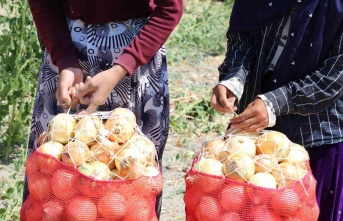 Kuru soğan zam şampiyonu oldu