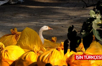 Macaristan'da kuş gribi: 93 bin ördek yok edildi!