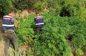 Aranan şahıs kenevir tarlasında yakalandı