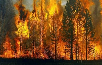 Muğla Ula'da orman yangını