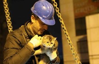 Bina enkazının yıkımı durduruldu, "Zena" isimli kedi kurtarıldı