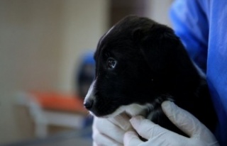 Sahipsiz köpek ve yavruları koruma altına alındı