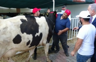 MHP yangın bölgesinde küçük ve büyükbaş hayvan...