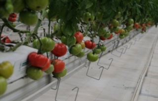 Yerli tohum, domatesleri çürümeye karşı koruyor