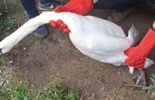 Sakarya'da izinsiz hayvan bulunduran adama ceza...