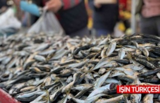 Hamsinin tahtını istavrit aldı