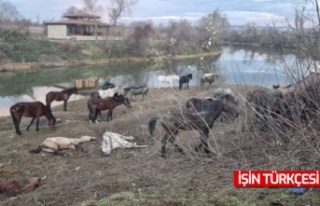 Sakarya'da 40 at kurtarıldı