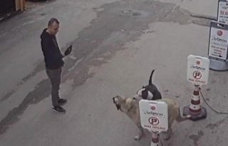 Bursa’da selfie çekimi yaparken, tasmasız pitbull...