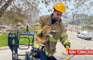 Ağaçta mahsur kalan kediyi itfaiye kurtardı