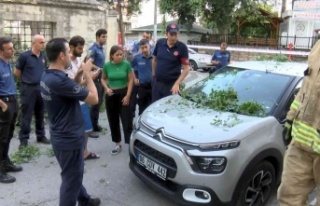 Üsküdar’da asırlık ağaç otomobilin üzerine...