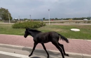 Bursa’da başıboş at trafiği alt üst etti