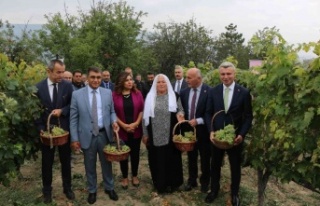 Safranbolu’nun yerel ürünü ’çavuş üzümü’ne...