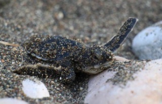 Sona kalan caretta caretta yavruları denizle buluşturuldu