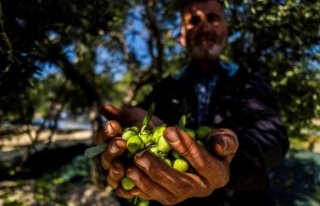 Avrupa’yı kuraklık vurdu, zeytinde Türkiye’ye...