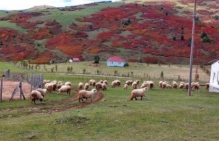 Ordu yaylalarında sonbahar güzelliği