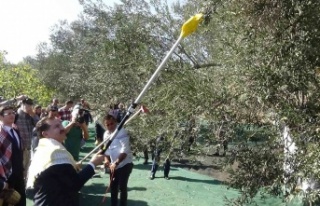 Ayvalık’ta zeytin festivali dahilinde zeytin hasadı...