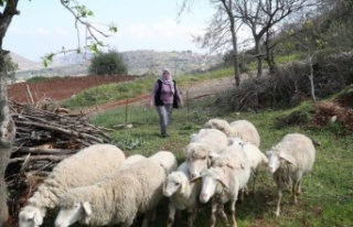 Kadın üreticilere küçükbaş hayvan ve yem desteği...