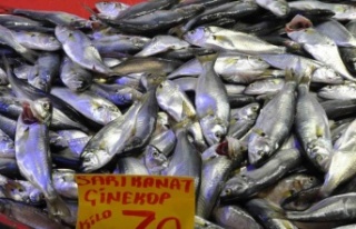 Mudurnu’da pazar tezgahlarında balık bolluğu