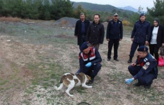 Bilecik’te sokak hayvanlarını elleriyle beslediler