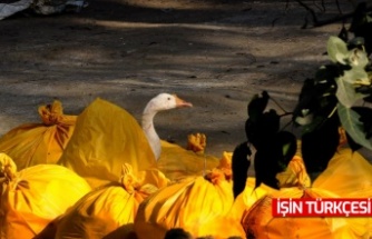 Macaristan'da kuş gribi: 93 bin ördek yok edildi!