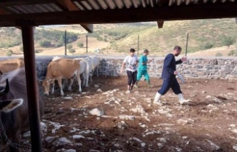 Elazığ’da büyükbaş hayvanlara aşılama çalışması