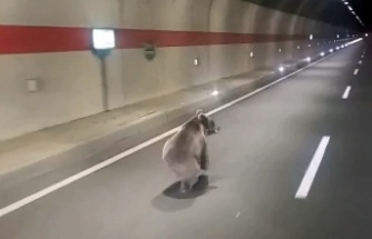 "Kestirme olsun" diye tüneli kullanan uyanık ayı kameralara yakalandı