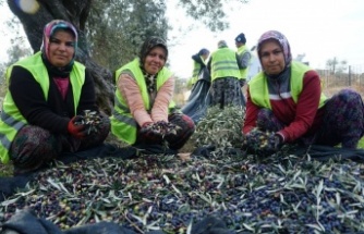 Edremit Belediyesi zeytinyağları için hasat devam ediyor