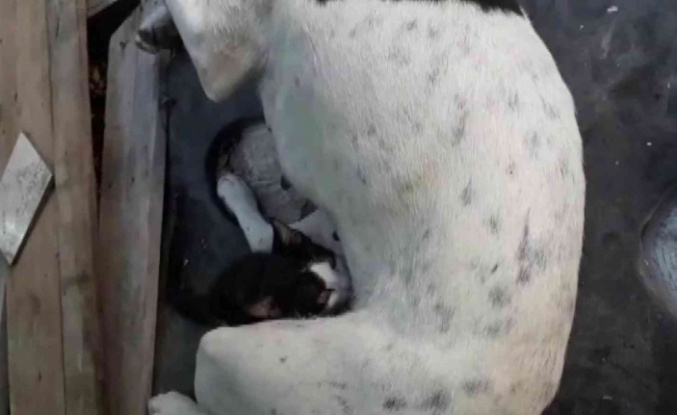 Yavruları ölen köpek, annesiz kediyi emzirmeye başladı