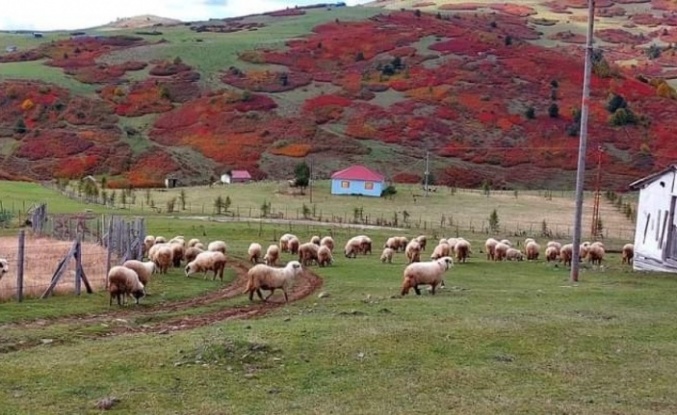 Ordu yaylalarında sonbahar güzelliği