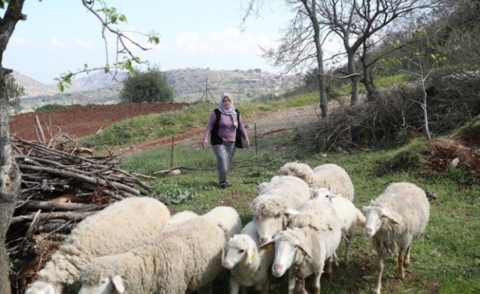 Kadın üreticilere küçükbaş hayvan ve yem desteği verilecek