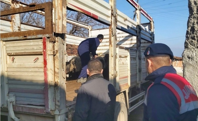 Bilecik’te sahte banka dekontla hayvan hırsızlığı yapan şahıs yakalandı