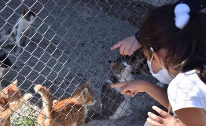 Evde bakılan kedi ve köpekler için mikroçip uyarısı