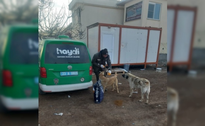 HAYDİ, deprem bölgesindeki can dostlarını yalnız bırakmadı