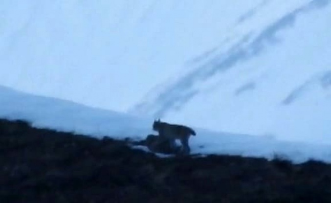 Tunceli’de nesli tükenmekte olan vaşak görüntülendi